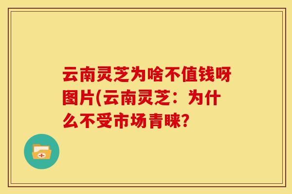 云南灵芝为啥不值钱呀图片(云南灵芝:为什么不受市场青睐?
