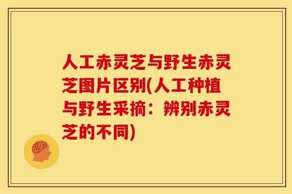 人工赤灵芝与野生赤灵芝图片区别(人工种植与野生采摘:辨别赤灵芝的不同)