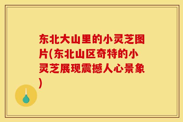 东北大山里的小灵芝图片(东北山区奇特的小灵芝展现震撼人心景象)
