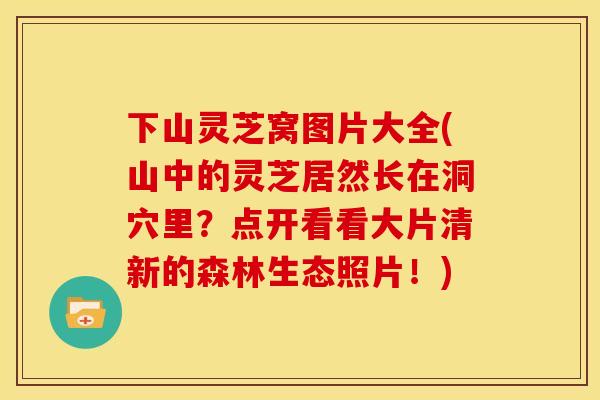 下山灵芝窝图片大全(山中的灵芝居然长在洞穴里?点开看看大片清新的森林生态照片!)