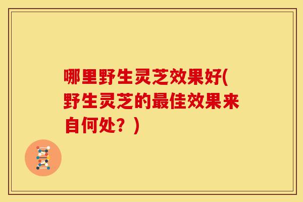 哪里野生灵芝效果好(野生灵芝的最佳效果来自何处?)