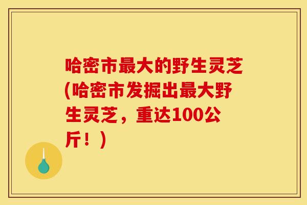 哈密市最大的野生灵芝(哈密市发掘出最大野生灵芝,重达100公斤!)