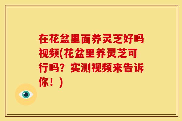 在花盆里面养灵芝好吗视频(花盆里养灵芝可行吗?实测视频来告诉你!)