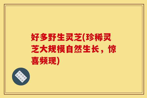好多野生灵芝(珍稀灵芝大规模自然生长,惊喜频现)