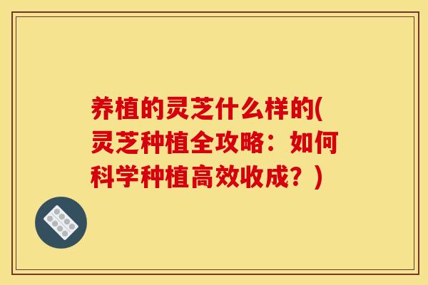 养植的灵芝什么样的(灵芝种植全攻略：如何科学种植高效收成？)