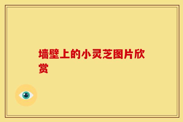 墙壁上的小灵芝图片欣赏