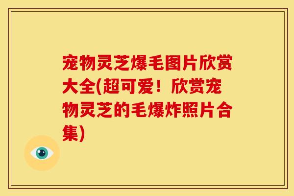 宠物灵芝爆毛图片欣赏大全(超可爱!欣赏宠物灵芝的毛爆炸照片合集)