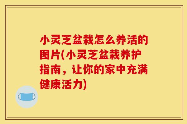 小灵芝盆栽怎么养活的图片(小灵芝盆栽养护指南,让你的家中充满健康活力)