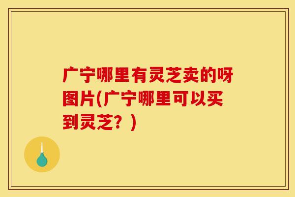 广宁哪里有灵芝卖的呀图片(广宁哪里可以买到灵芝？)