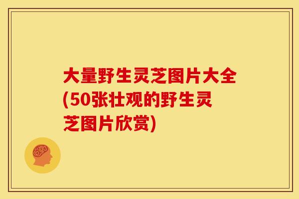 大量野生灵芝图片大全(50张壮观的野生灵芝图片欣赏)