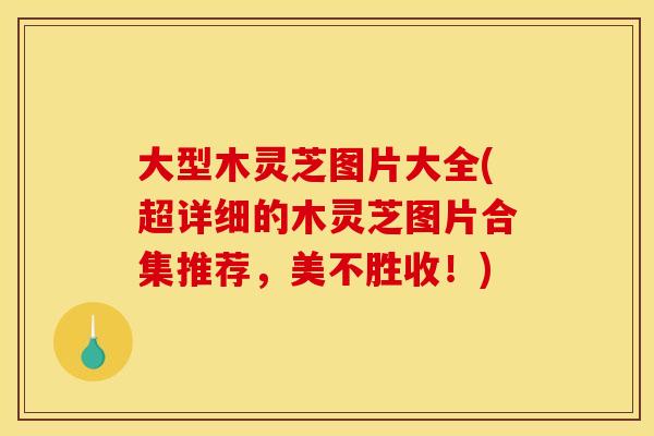 大型木灵芝图片大全(超详细的木灵芝图片合集推荐,美不胜收!)