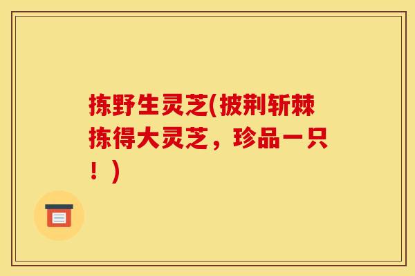 拣野生灵芝(披荆斩棘拣得大灵芝,珍品一只!)