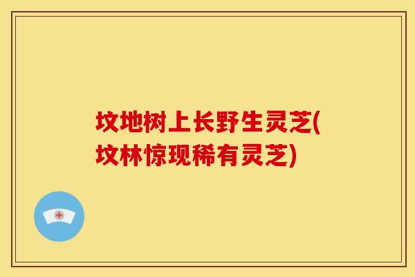 坟地树上长野生灵芝(坟林惊现稀有灵芝)