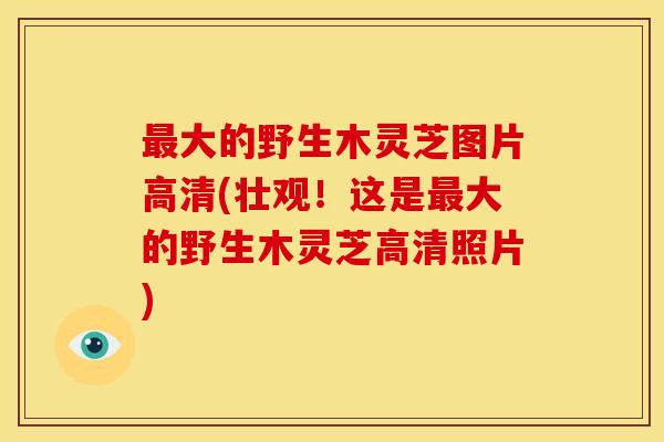 最大的野生木灵芝图片高清(壮观！这是最大的野生木灵芝高清照片)