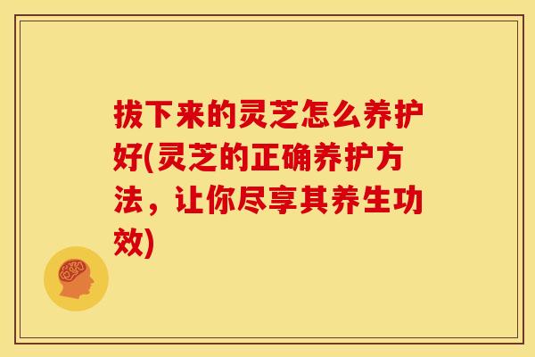 拔下来的灵芝怎么养护好(灵芝的正确养护方法,让你尽享其养生功效)