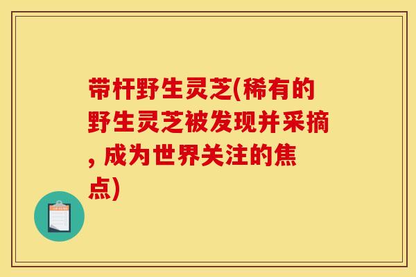 带杆野生灵芝(稀有的野生灵芝被发现并采摘, 成为世界关注的焦点)