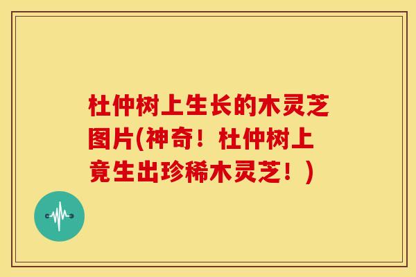 杜仲树上生长的木灵芝图片(神奇！杜仲树上竟生出珍稀木灵芝！)