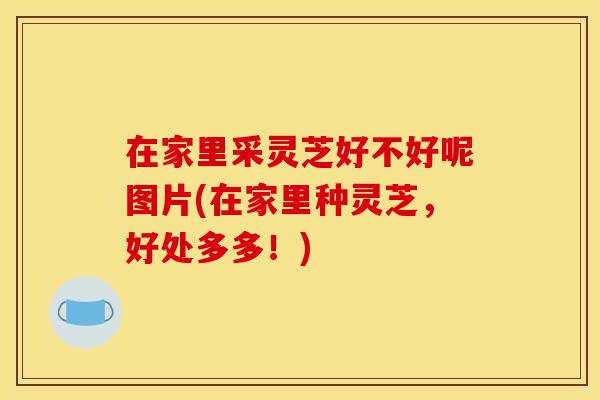 在家里采灵芝好不好呢图片(在家里种灵芝,好处多多!)
