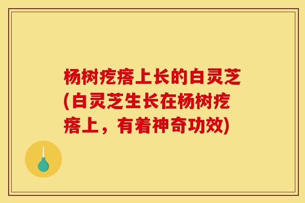 杨树疙瘩上长的白灵芝(白灵芝生长在杨树疙瘩上，有着神奇功效)