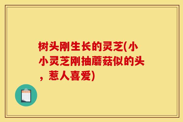 树头刚生长的灵芝(小小灵芝刚抽蘑菇似的头,惹人喜爱)