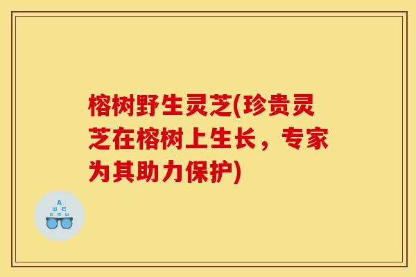 榕树野生灵芝(珍贵灵芝在榕树上生长,专家为其助力保护)