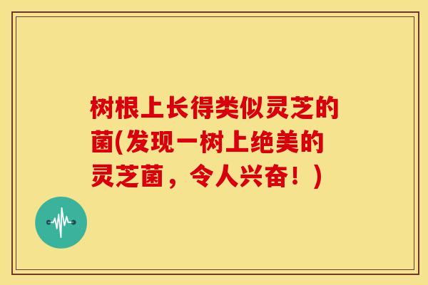 树根上长得类似灵芝的菌(发现一树上绝美的灵芝菌,令人兴奋!)