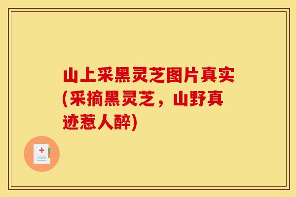 山上采黑灵芝图片真实(采摘黑灵芝,山野真迹惹人醉)
