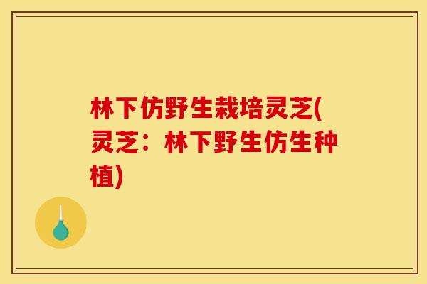 林下仿野生栽培灵芝(灵芝:林下野生仿生种植)