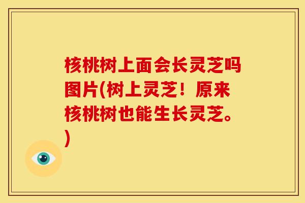 核桃树上面会长灵芝吗图片(树上灵芝！原来核桃树也能生长灵芝。)