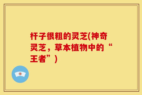 杆子很粗的灵芝(神奇灵芝,草本植物中的“王者”)