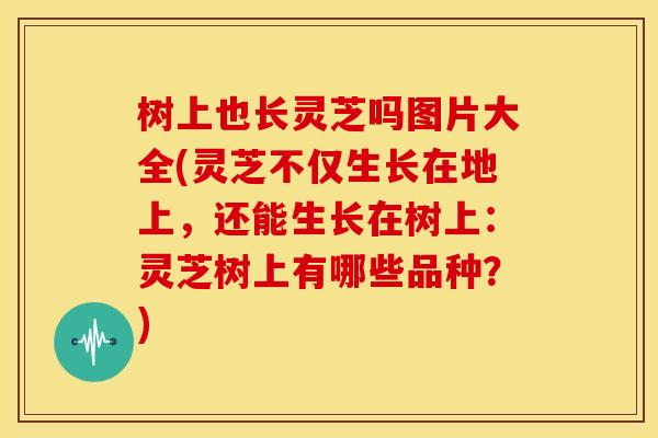 树上也长灵芝吗图片大全(灵芝不仅生长在地上,还能生长在树上:灵芝树上有哪些品种?)