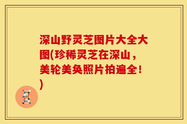 深山野灵芝图片大全大图(珍稀灵芝在深山,美轮美奂照片拍遍全!)