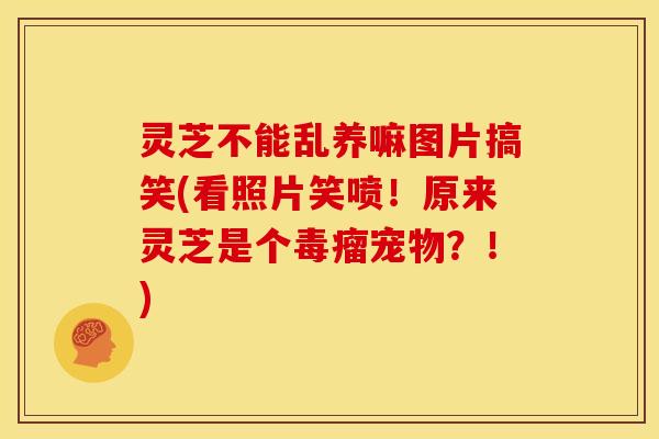 灵芝不能乱养嘛图片搞笑(看照片笑喷!原来灵芝是个毒瘤宠物?!)