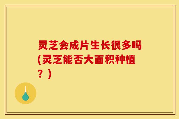 灵芝会成片生长很多吗(灵芝能否大面积种植?)