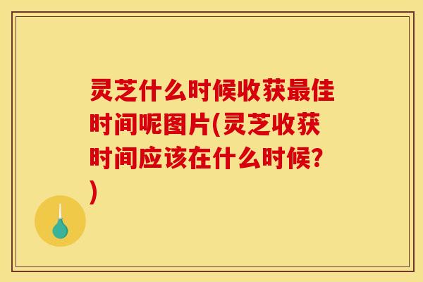 灵芝什么时候收获最佳时间呢图片(灵芝收获时间应该在什么时候?)