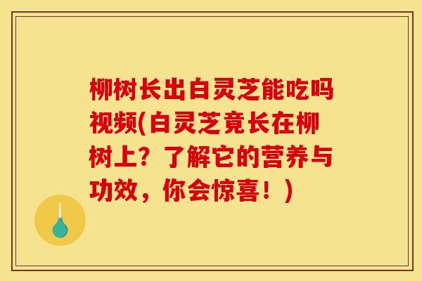 柳树长出白灵芝能吃吗视频(白灵芝竟长在柳树上?了解它的营养与功效,你会惊喜!)