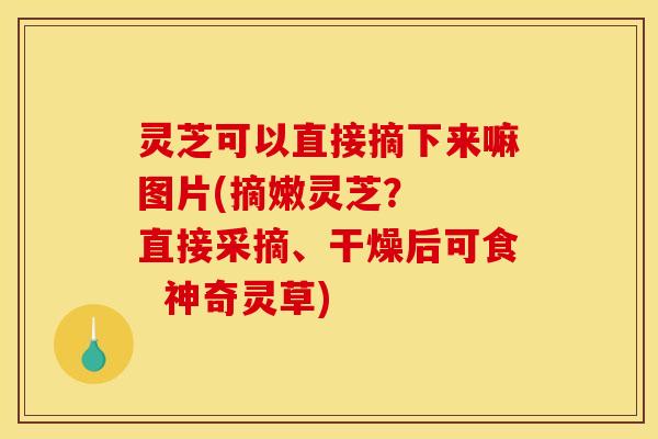 灵芝可以直接摘下来嘛图片(摘嫩灵芝? 直接采摘、干燥后可食 神奇灵草)