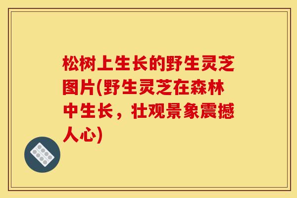 松树上生长的野生灵芝图片(野生灵芝在森林中生长,壮观景象震撼人心)