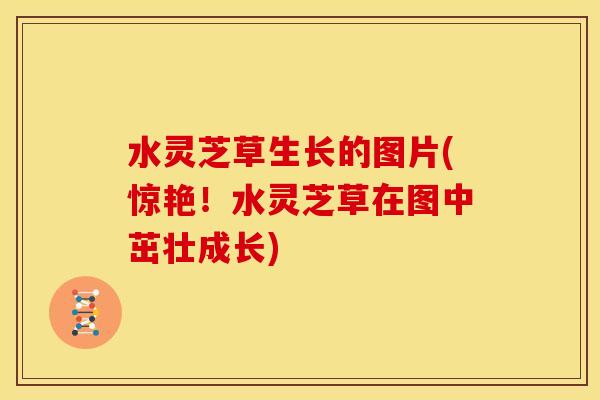 水灵芝草生长的图片(惊艳!水灵芝草在图中茁壮成长)