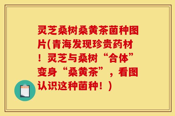 灵芝桑树桑黄茶菌种图片(青海发现珍贵药材！灵芝与桑树“合体”变身“桑黄茶”，看图认识这种菌种！)