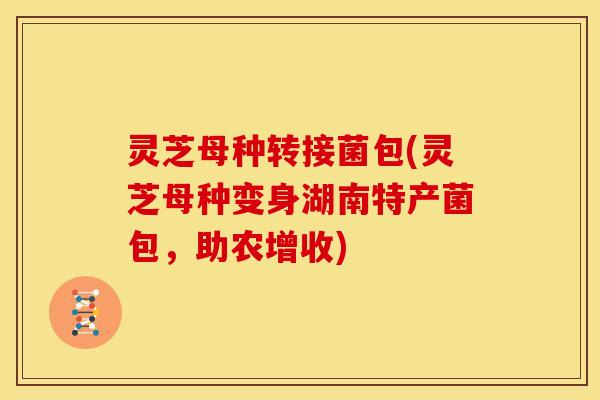 灵芝母种转接菌包(灵芝母种变身湖南特产菌包,助农增收)
