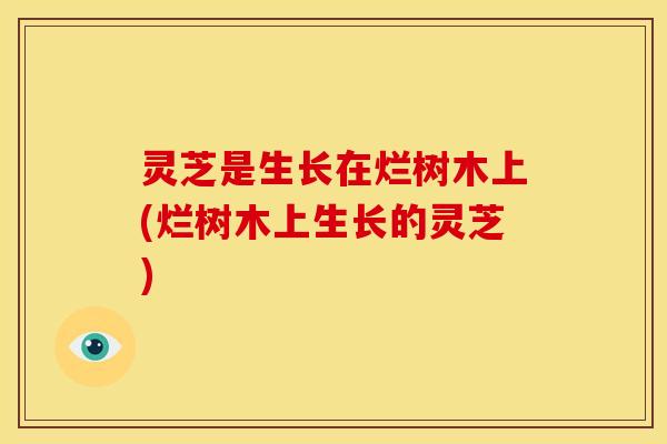 灵芝是生长在烂树木上(烂树木上生长的灵芝)