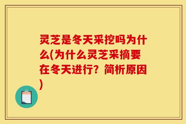 灵芝是冬天采挖吗为什么(为什么灵芝采摘要在冬天进行？简析原因)