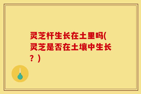 灵芝杆生长在土里吗(灵芝是否在土壤中生长?)