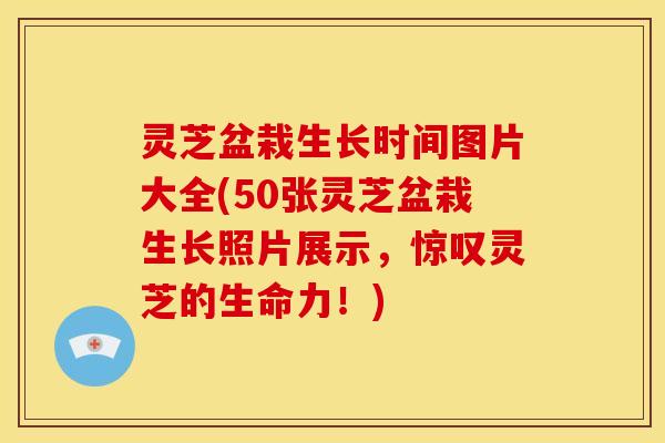 灵芝盆栽生长时间图片大全(50张灵芝盆栽生长照片展示,惊叹灵芝的生命力!)