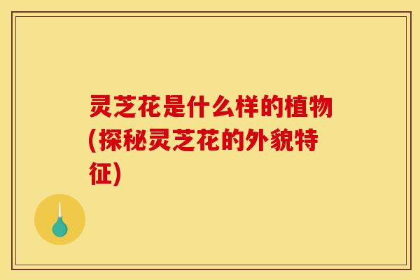 灵芝花是什么样的植物(探秘灵芝花的外貌特征)