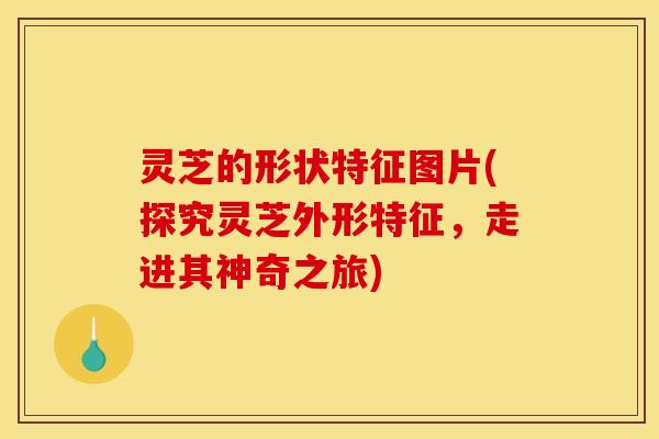 灵芝的形状特征图片(探究灵芝外形特征,走进其神奇之旅)