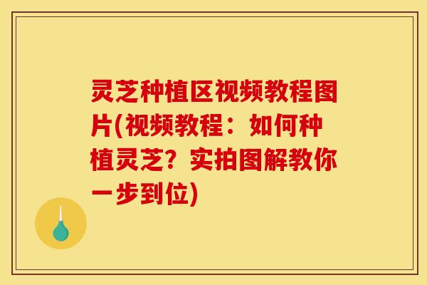 灵芝种植区视频教程图片(视频教程:如何种植灵芝?实拍图解教你一步到位)