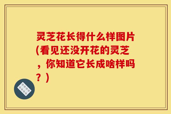 灵芝花长得什么样图片(看见还没开花的灵芝，你知道它长成啥样吗？)