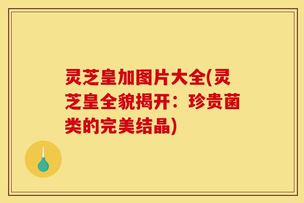 灵芝皇加图片大全(灵芝皇全貌揭开:珍贵菌类的完美结晶)